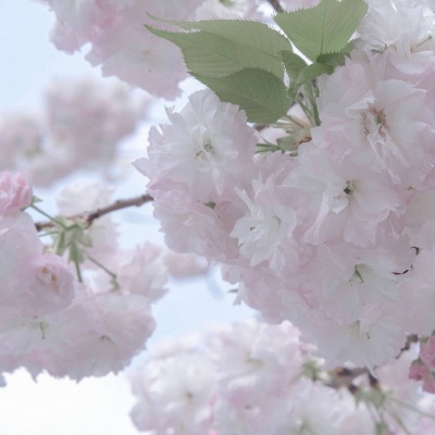 Furry插画元素设计技巧福瑞交流群